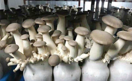 Xuất Khẩu Nấm Hữu Cơ