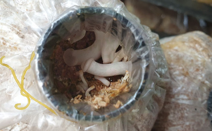 Cách Chọn Phôi Giống Cho Các Loại Nấm
