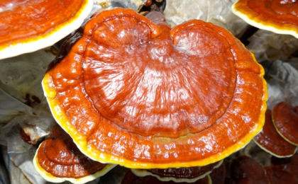 Tìm Hiểu Về Nấm 