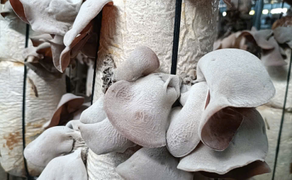 Phương Pháp Trồng Nấm