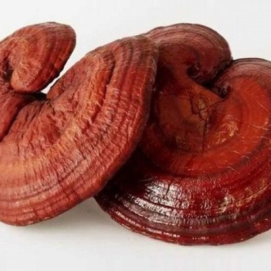 Nấm Linh Chi Tím Đỏ