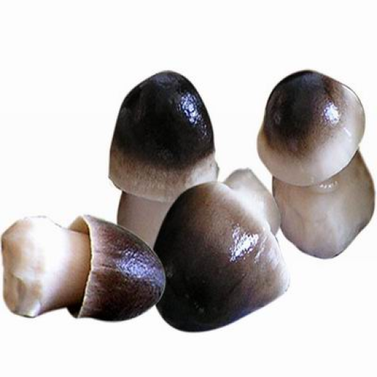Nấm Rơm Đen