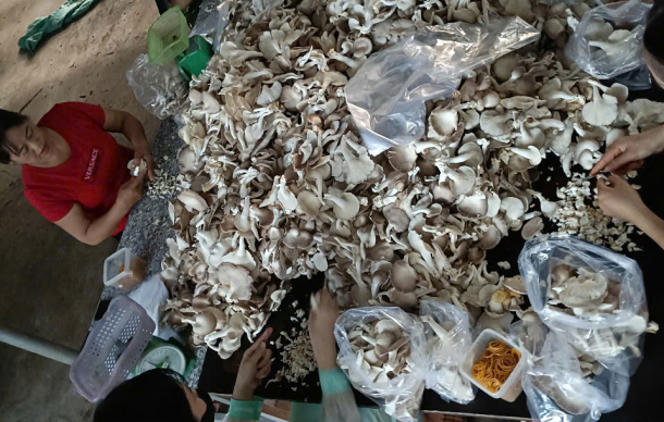 Mô Hình Trồng Nấm Sạch Mang Lại Hiệu Quả Kinh Tế Cao
